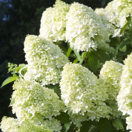 Гортензия метельчатая Лаймлайт